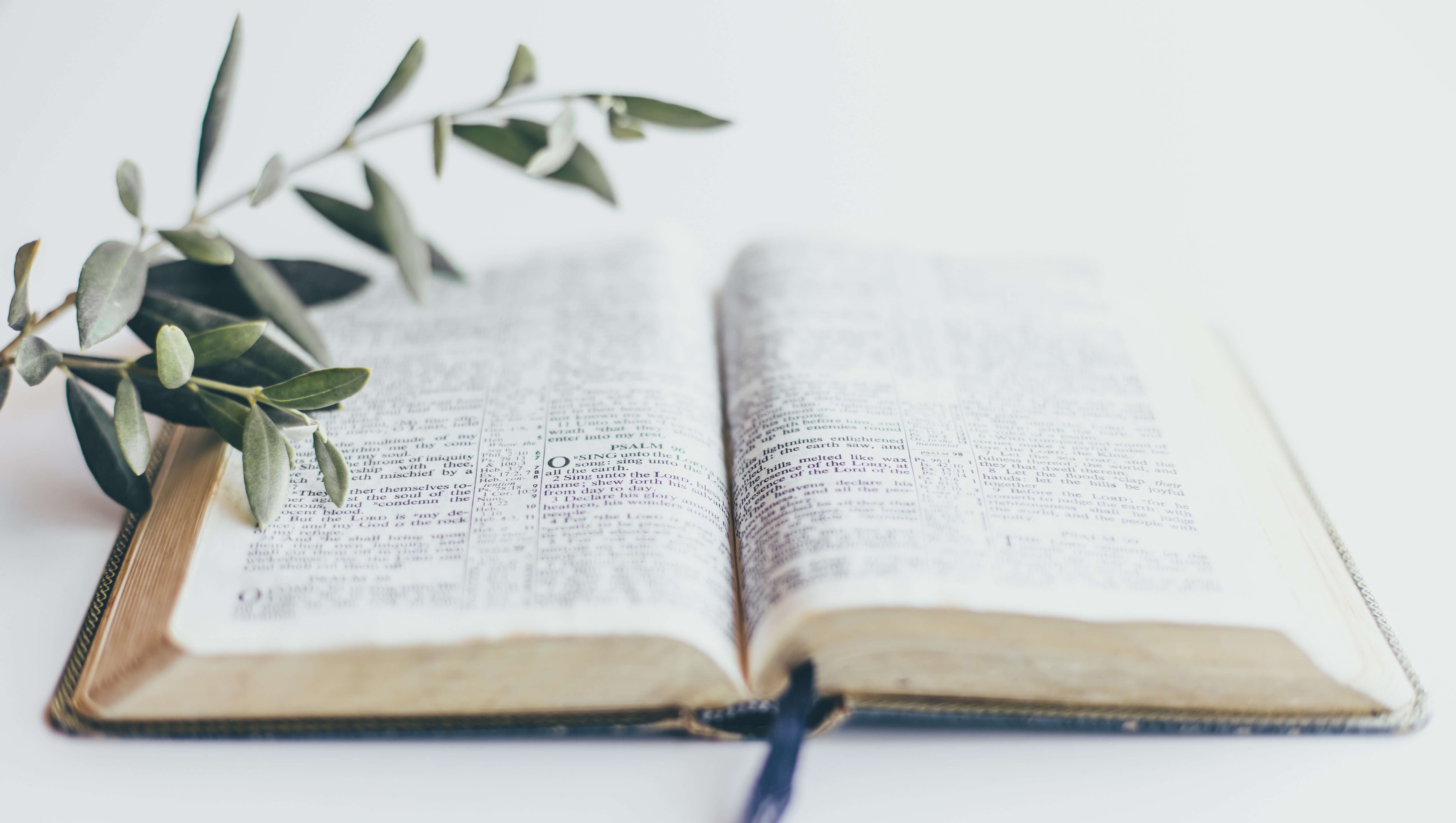 Åben bog med en gren